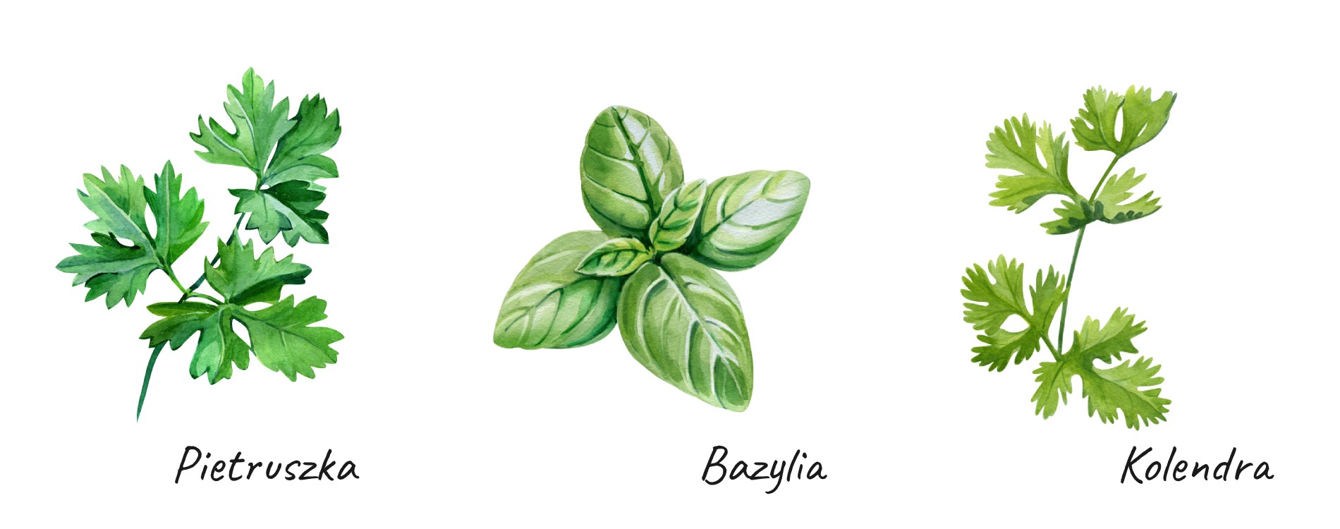 Bazylia