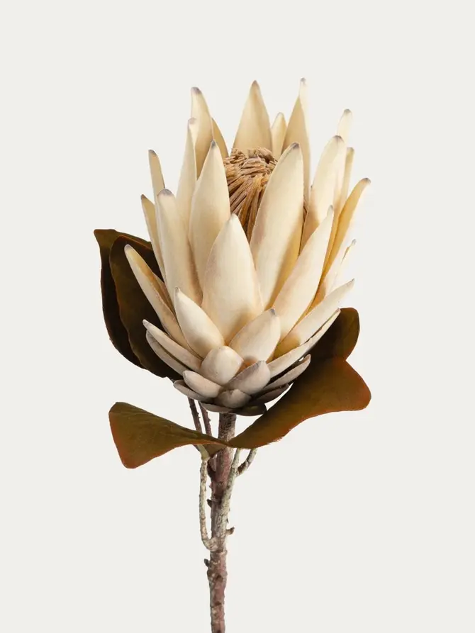Gałązka sztuczna AURELLA protea kremowa 72 cm
