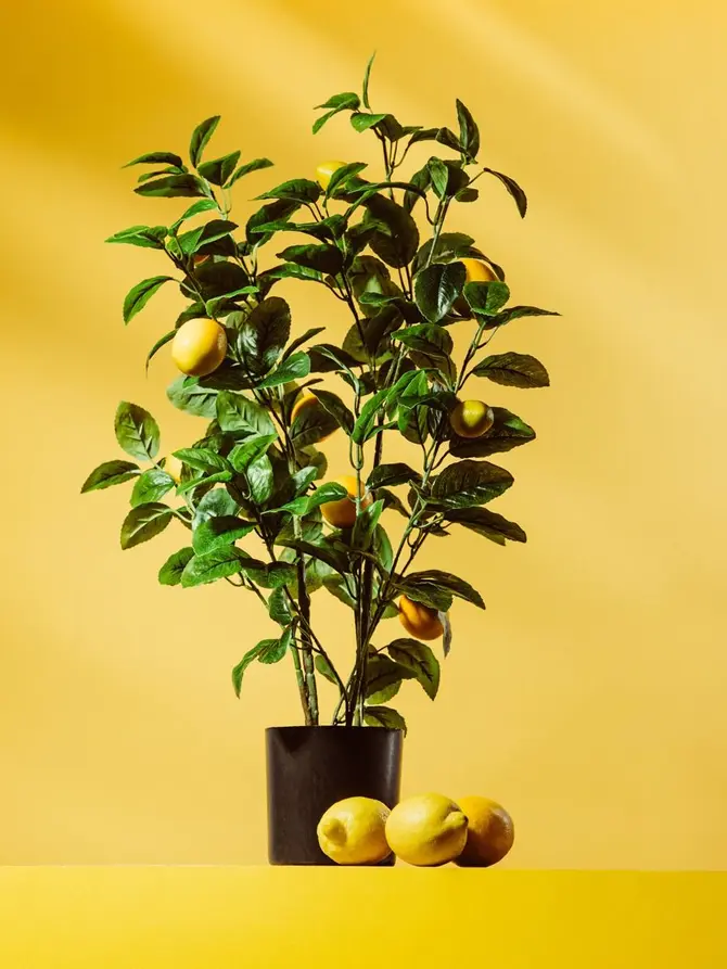 Roślina sztuczna CITRUS z cytrynami 75 cm