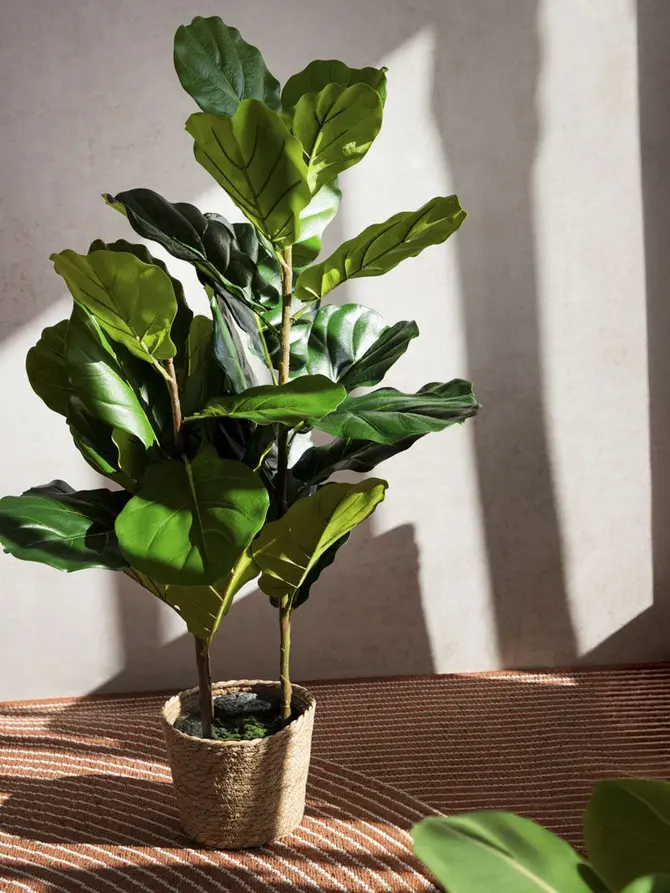 Roślina sztuczna BOTANIC figowiec 100 cm