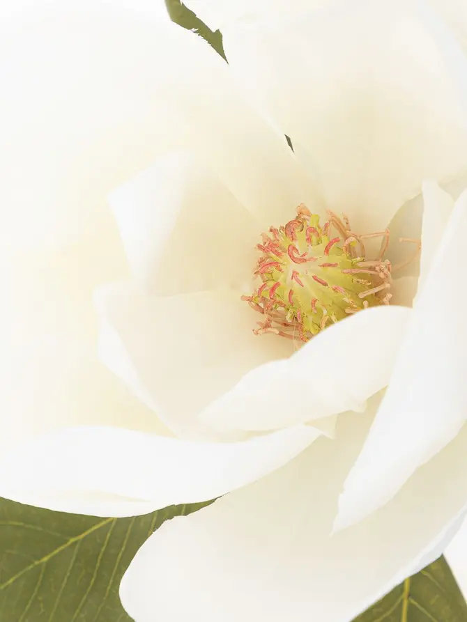 Kwiat sztuczny HIYA magnolia biała 71 cm