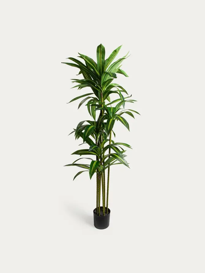 Roślina sztuczna GREENORA dracena 160 cm