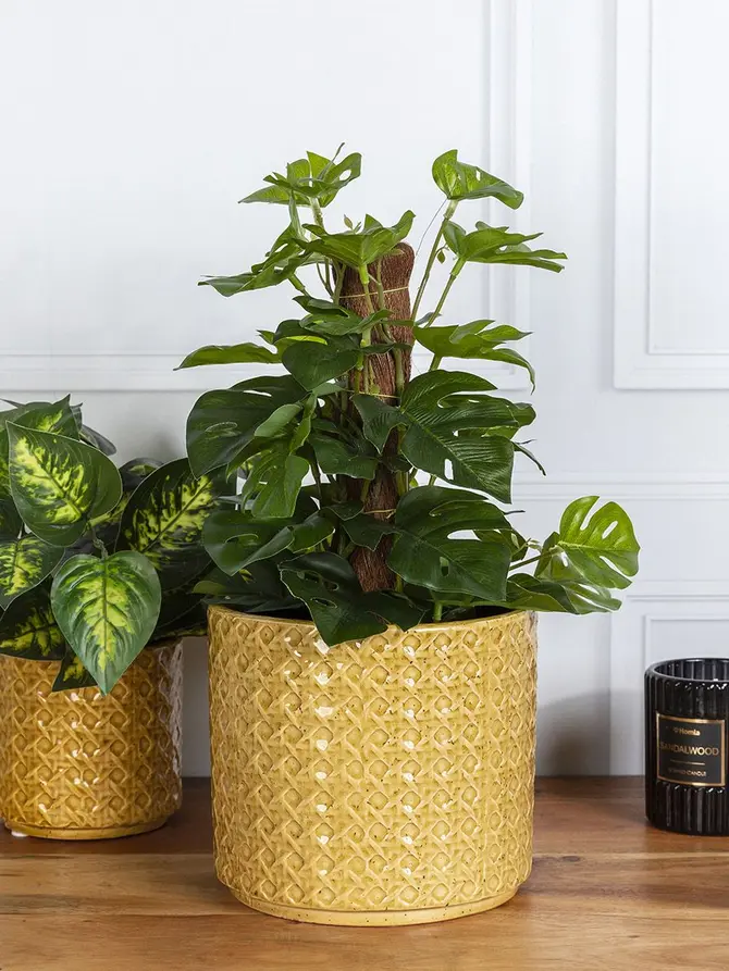 Osłonka RATTAN z motywem rattanu musztardowa 16x14.5 cm