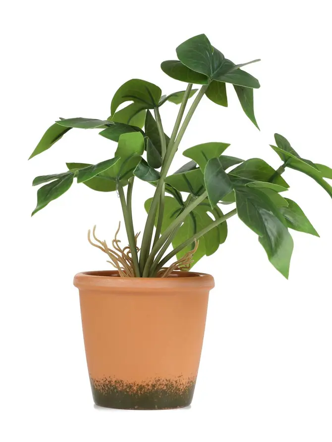 Roślina sztuczna SEMELA monstera 25 cm