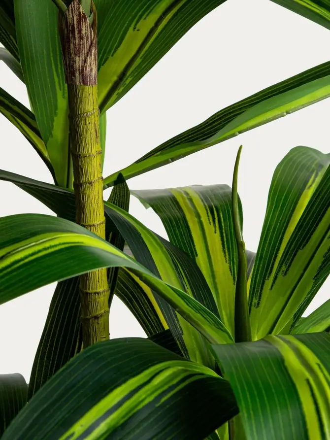 Roślina sztuczna GREENORA dracena 160 cm