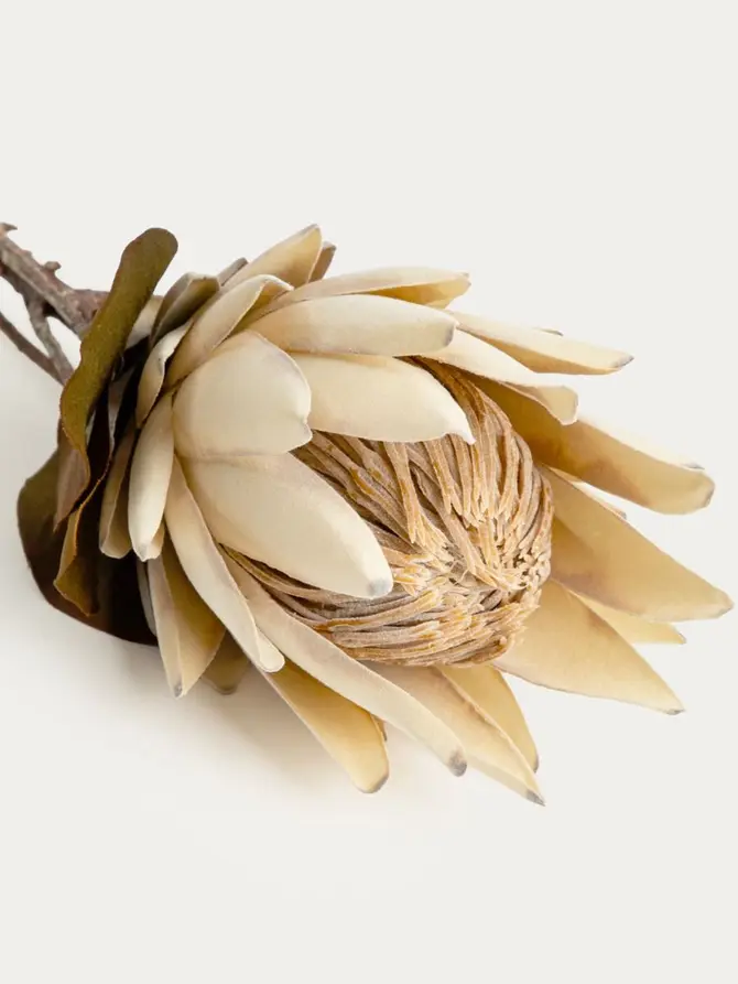 Gałązka sztuczna AURELLA protea kremowa 72 cm